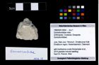 Foto (Objekt + Etikett) von Goniodromitidae indet.  (NHMW-GEO-1990-0041-4004)
